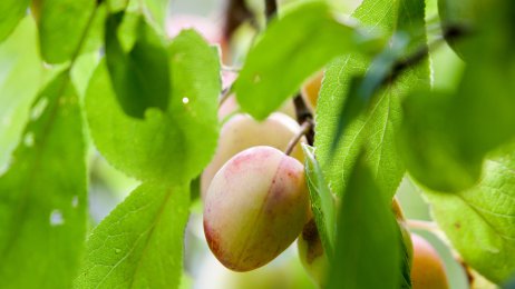 Plommer Bildet viser plommer på en gren
