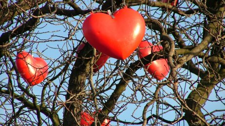 Røde hjerter som henger på et nakent tre Røde hjerter som henger på et nakent tre