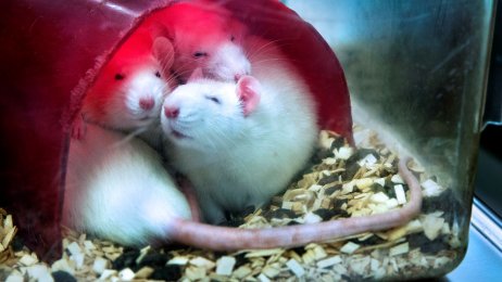 Forsøksrotter Forsøksrotter på institutt for biologisk og medisinsk psykologi, UiB, Bergen