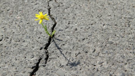 Bildet viser en løvetann som presser seg gjennom asfalten.