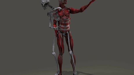 Skjelett og muskler Bildet viser en anatomisk modell av et skjelett som skiller lag med sine egne muskler