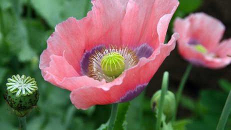 Valmue Bildet viser en valmue av arten Papaver somniferum