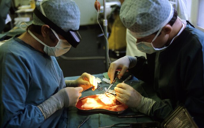 Bildet viser en nyretransplantasjon ved Rikshospitalet. To kirurger står over pasientens operasjonssår.