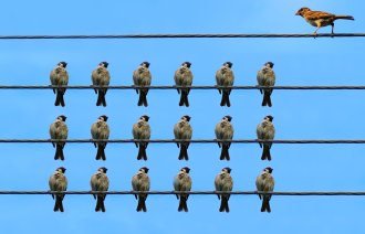 Bilde av mange spurver som står samlet på rekke og rad. I utkanten står en ensom spurv og betrakter flokken