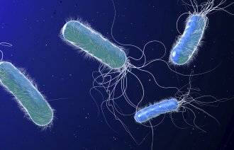 Illustrasjonen viser bakterien Pseudomonas aerigunosa.