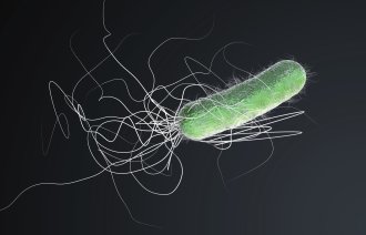 Pseudomonas aeruginosa