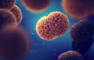 Bildet viser meningokokker.