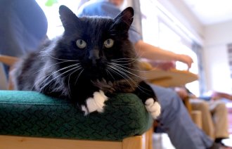 Bildet viser katten Lukas