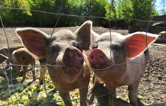 Bildet viser to griser som putter nesene gjennom et gjerde