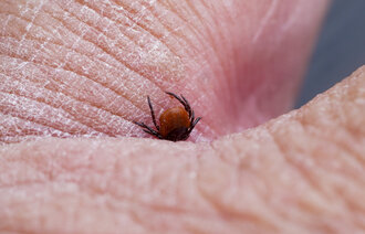 Bildet viser en flått i en hånd.