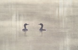 Et symbolsk bilde av to svaner på på vannet. Det er disig, omgivelsene er grå og de ser mot hverandre.