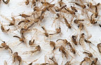 bildet viser malariamygg fra Pasvik