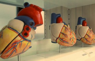 Anatomisk modell av hjerte