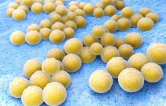 Bilde av streptokokker under et mikroskop