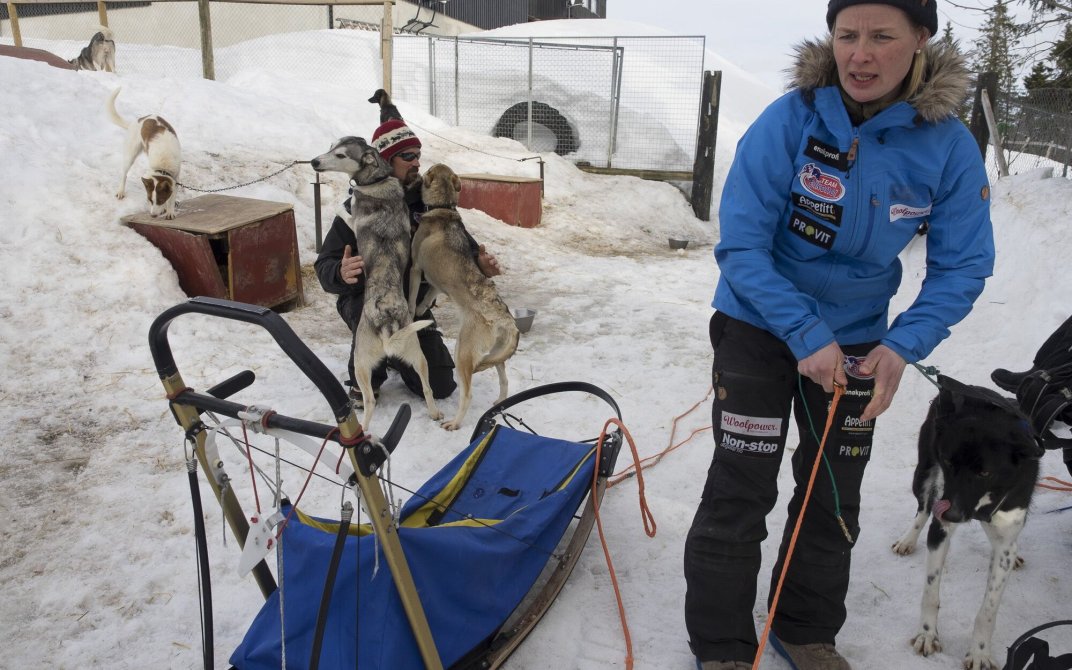 Birgitte gjør klart hundespannet