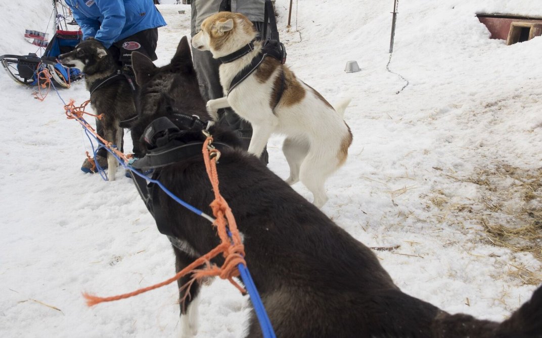 Ivrige hunder lager rot i seletøyet de har på seg.