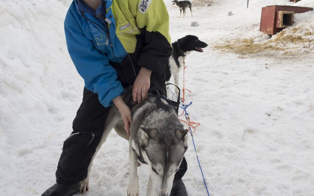 Eldste sønn Herman gjør klart sitt hundespann