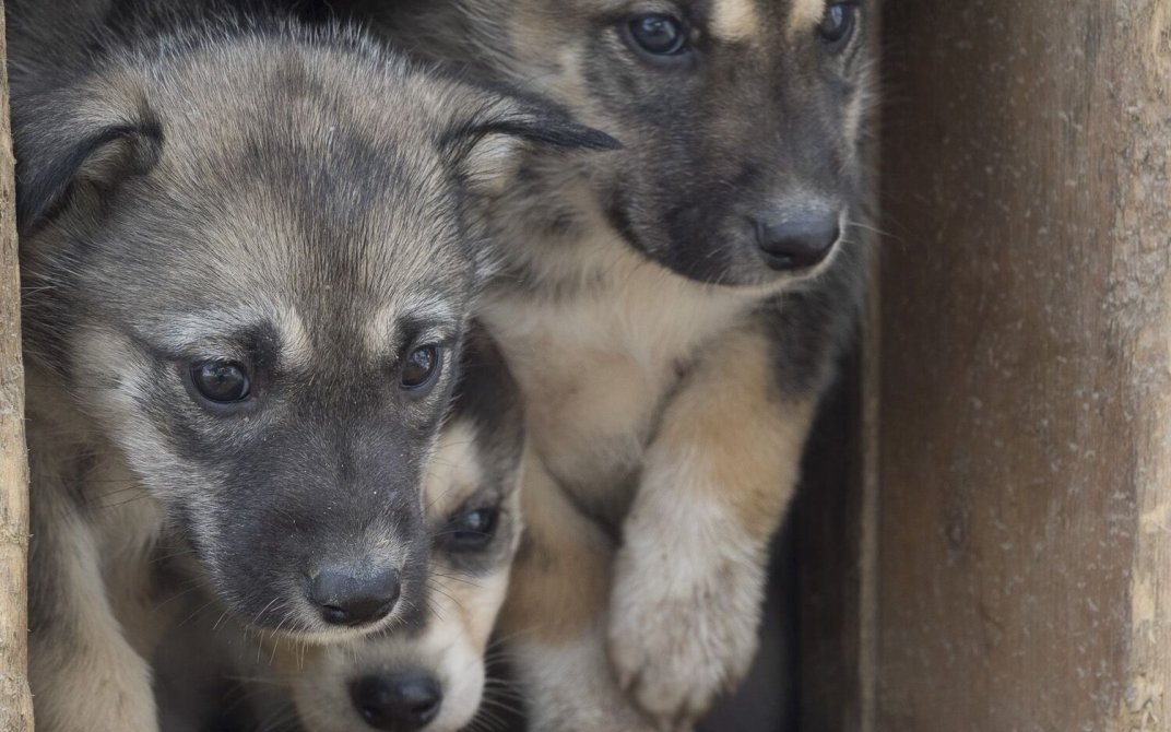 Tre små valper titter ut av hundehuset