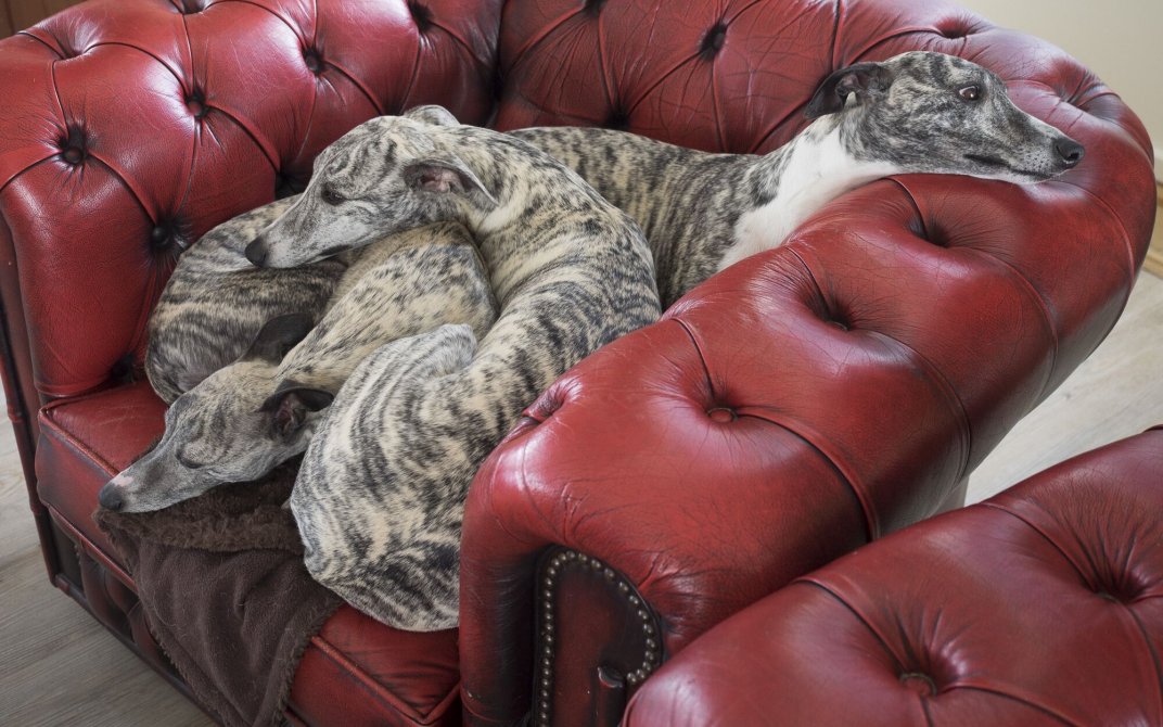 Bildet viser Whippetene som sover i samme stol