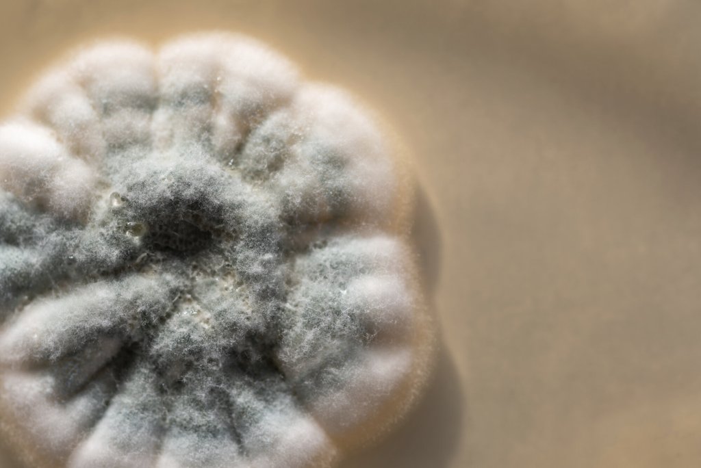 Penicillin Bildet viser penicillin som vokser på medium i en petriskål.