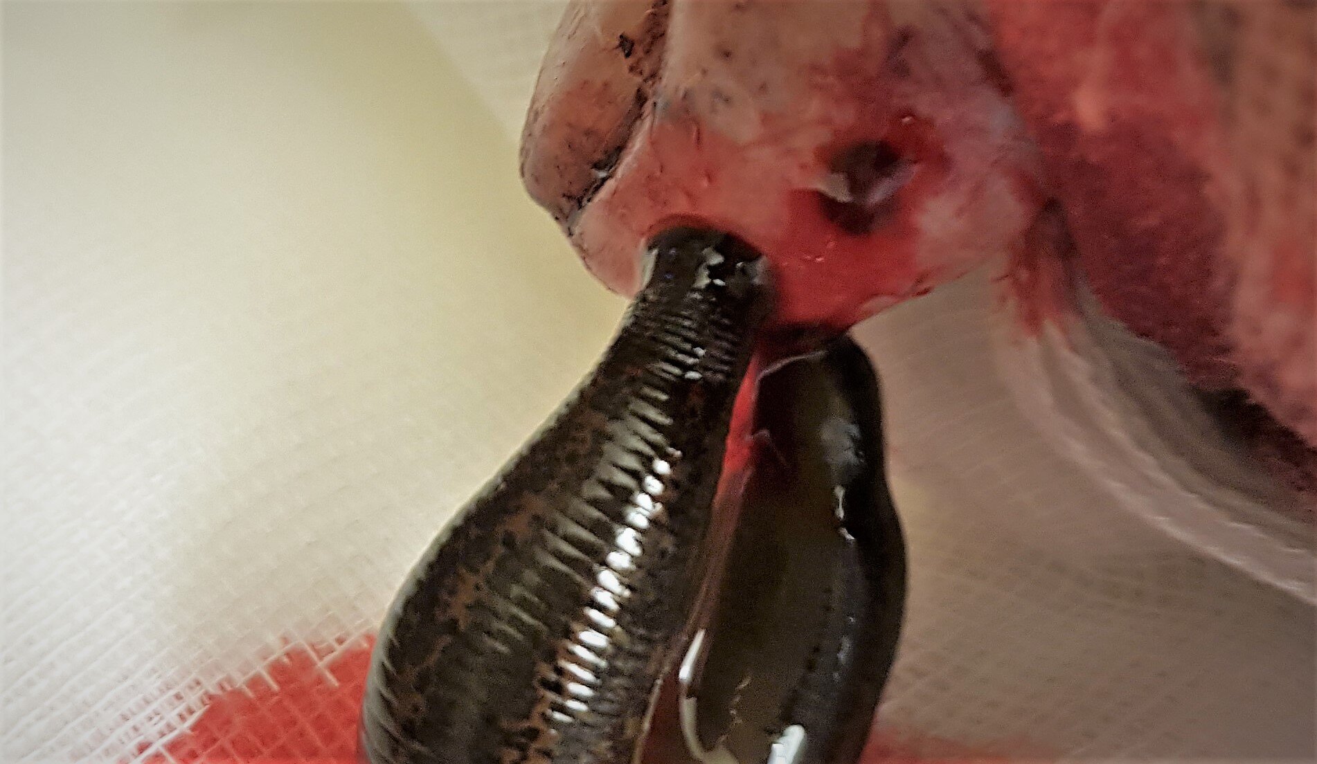 Blodigle i aksjon Blodigle på jobb på Rikshospitalet