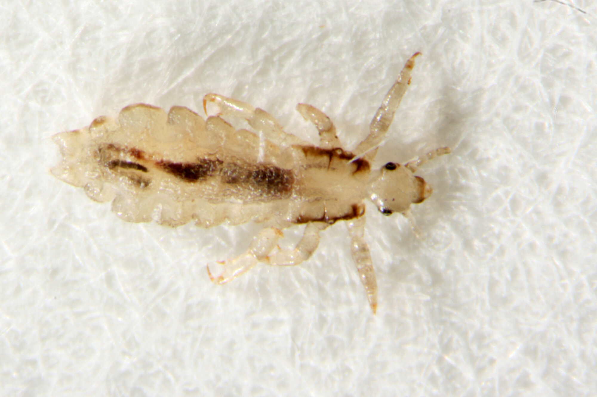 En voksen hodelus En voksen hodelus