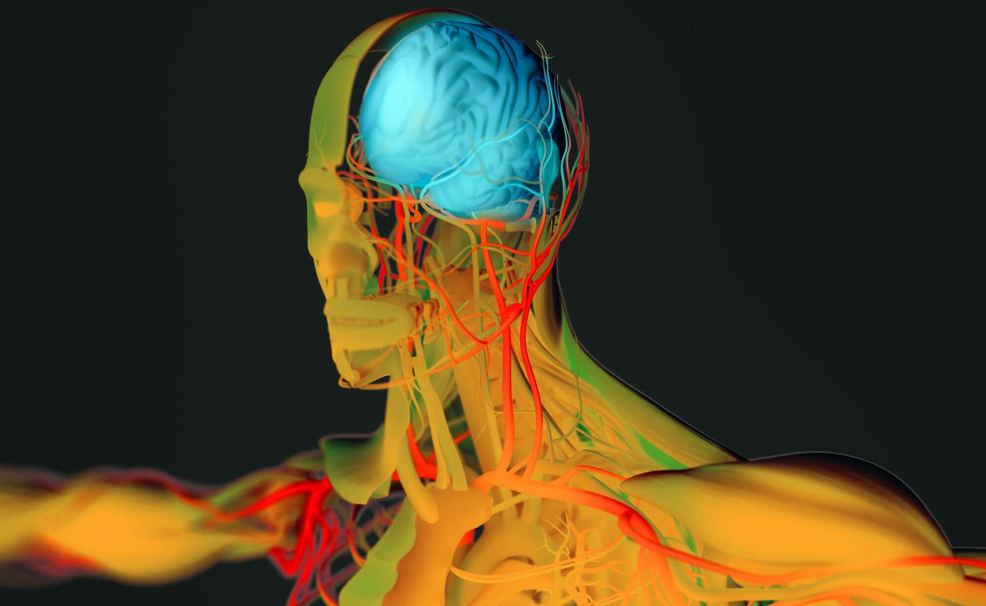 3D-illustrasjon av menneskehjernen 3D-illustrasjon av menneskehjernen
