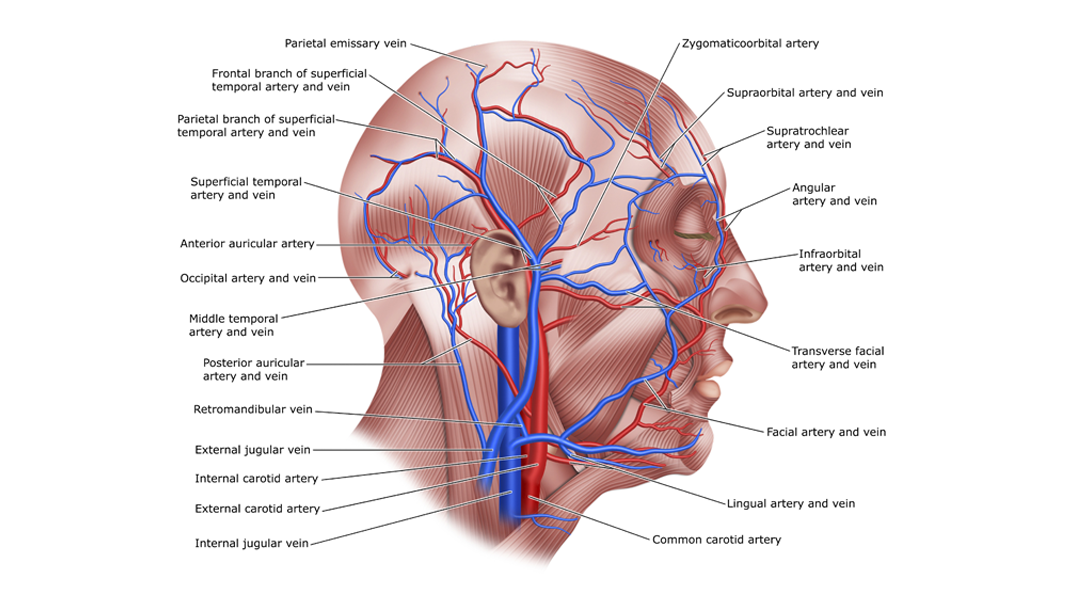 Blodårer i hodet Illustrasjonen viser alle blodårene som finnes i et hode