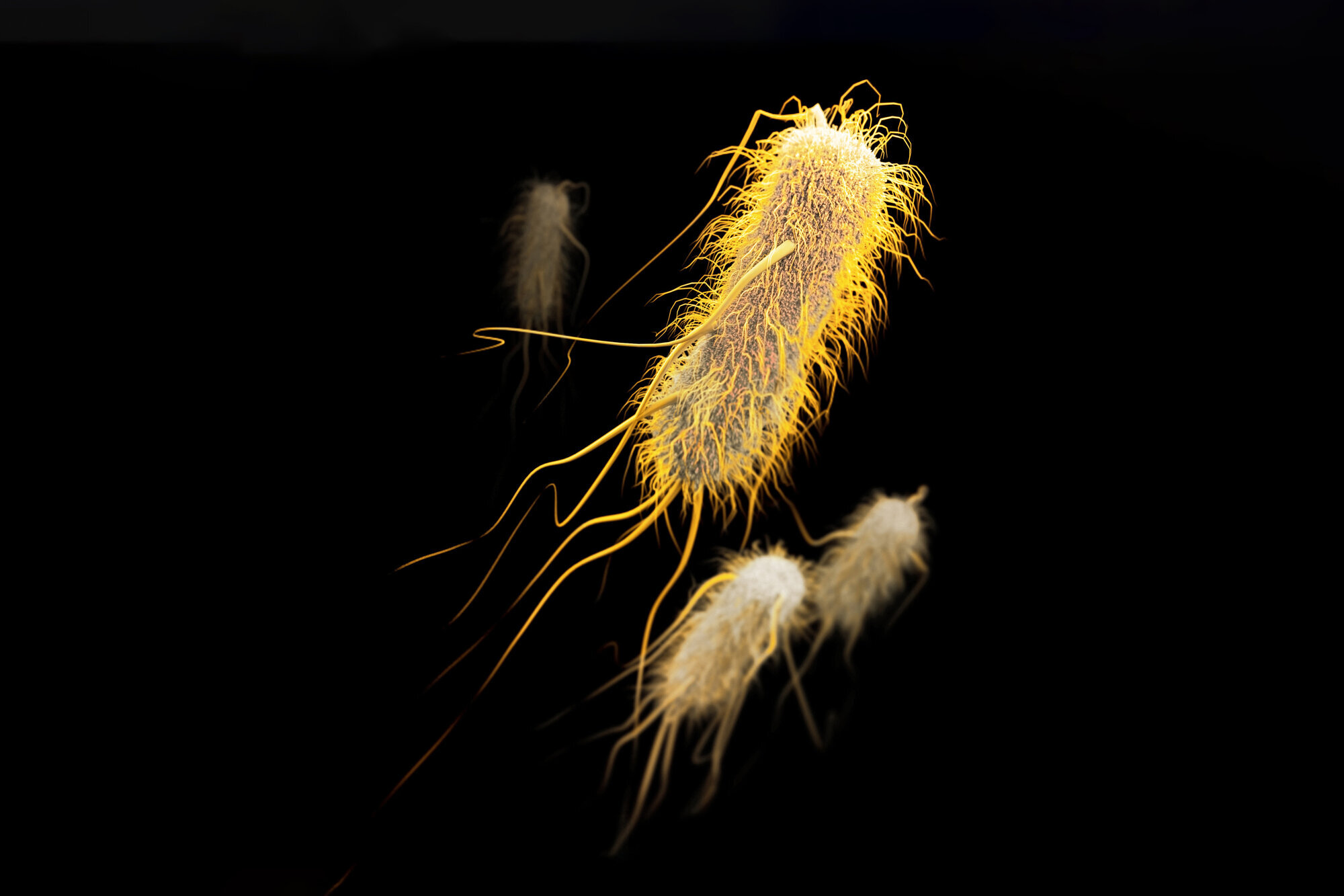 ESBL (extended-spectrum beta-lactamase) Bildet viser ESBL (extended-spectrum beta-lactamase).
