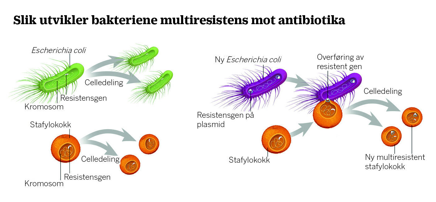 Slik utvikler bakteriene multiresistens mot antibiotika. Bildet viser hvordan bakteriene utvikler multiresistens mot antibiotika.