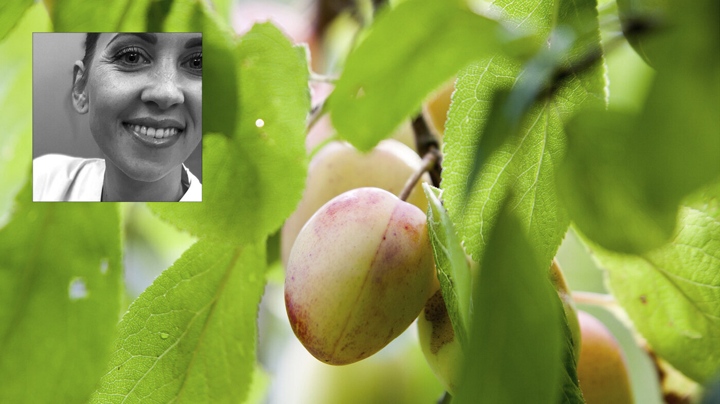 Plommer Bildet viser modne plommer på et tre