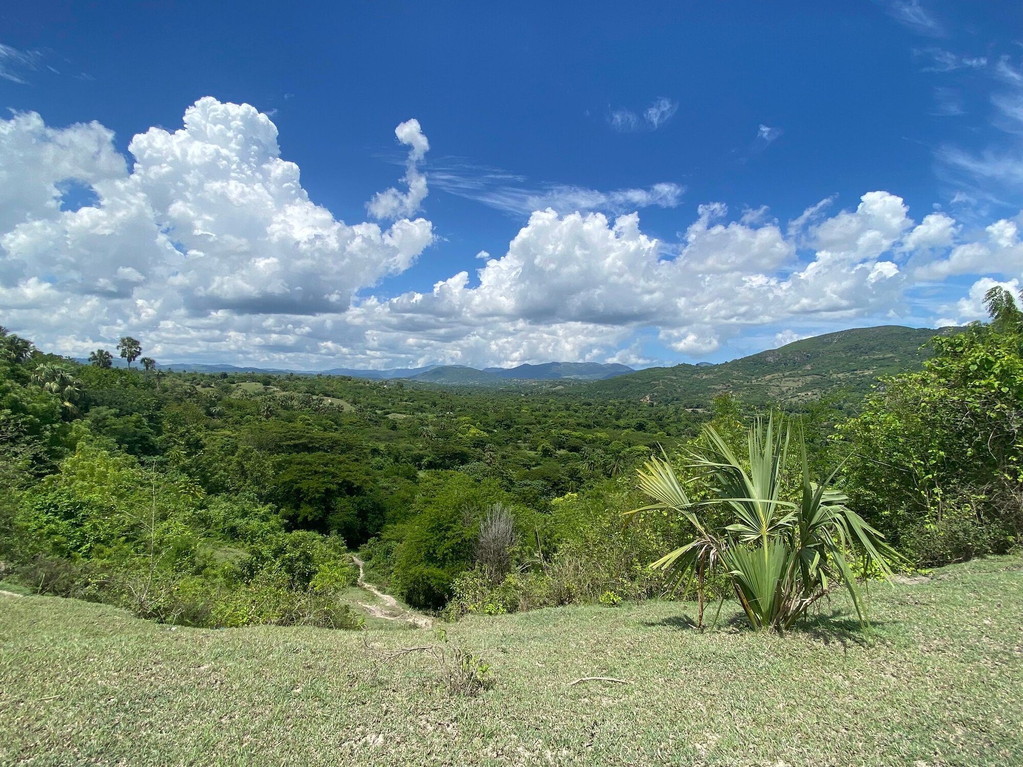 L´Asile, Haiti Bildet viser skogområde i L´Asile.