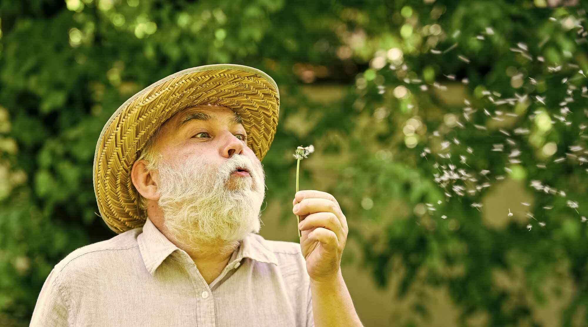 Demens Bildet viser en eldre mann med stråhatt som blåser frøene av en løvetann