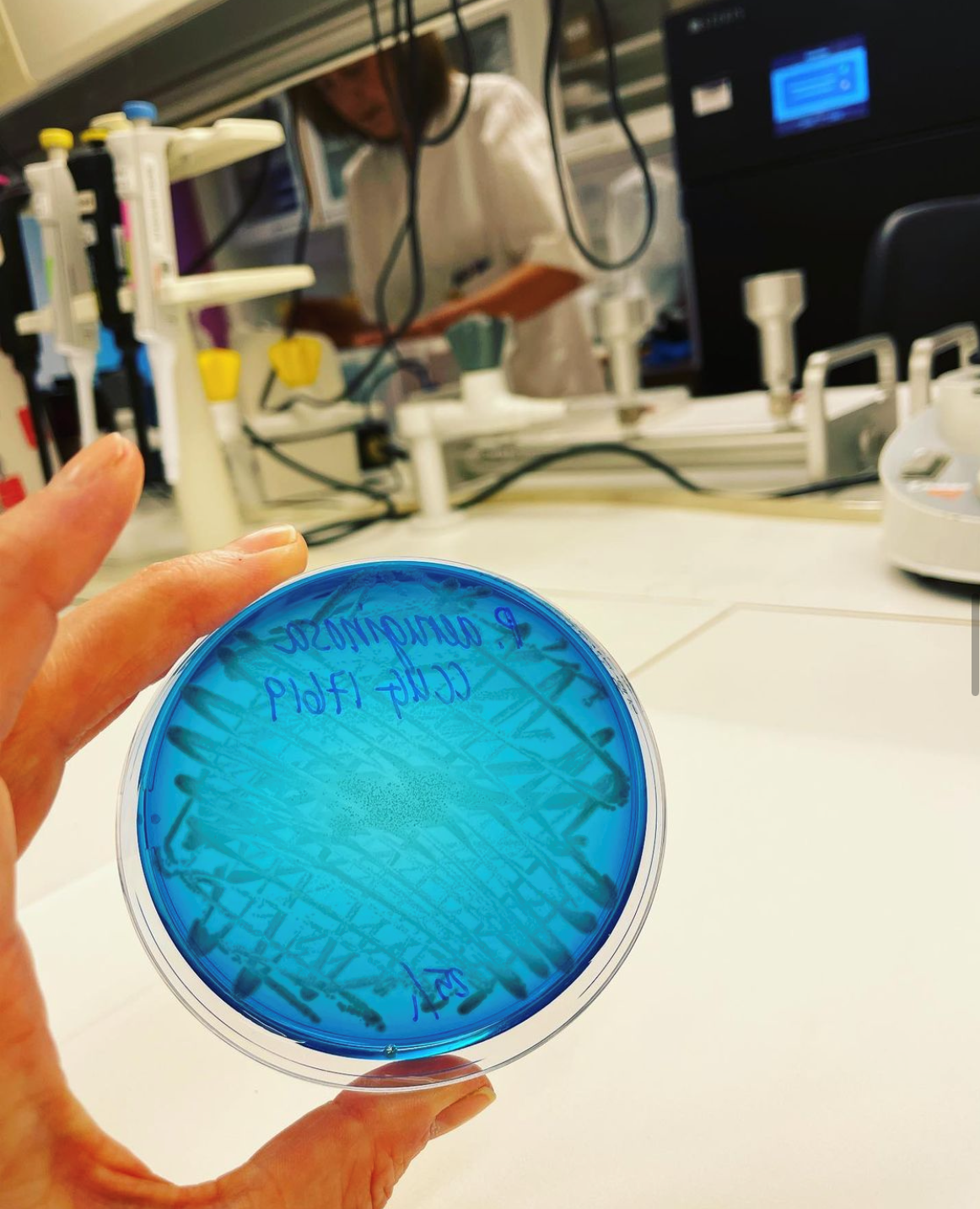 Pseudomonas aeruginosa Bildet viser en petriskål med Pseudomonas aeruginosa.