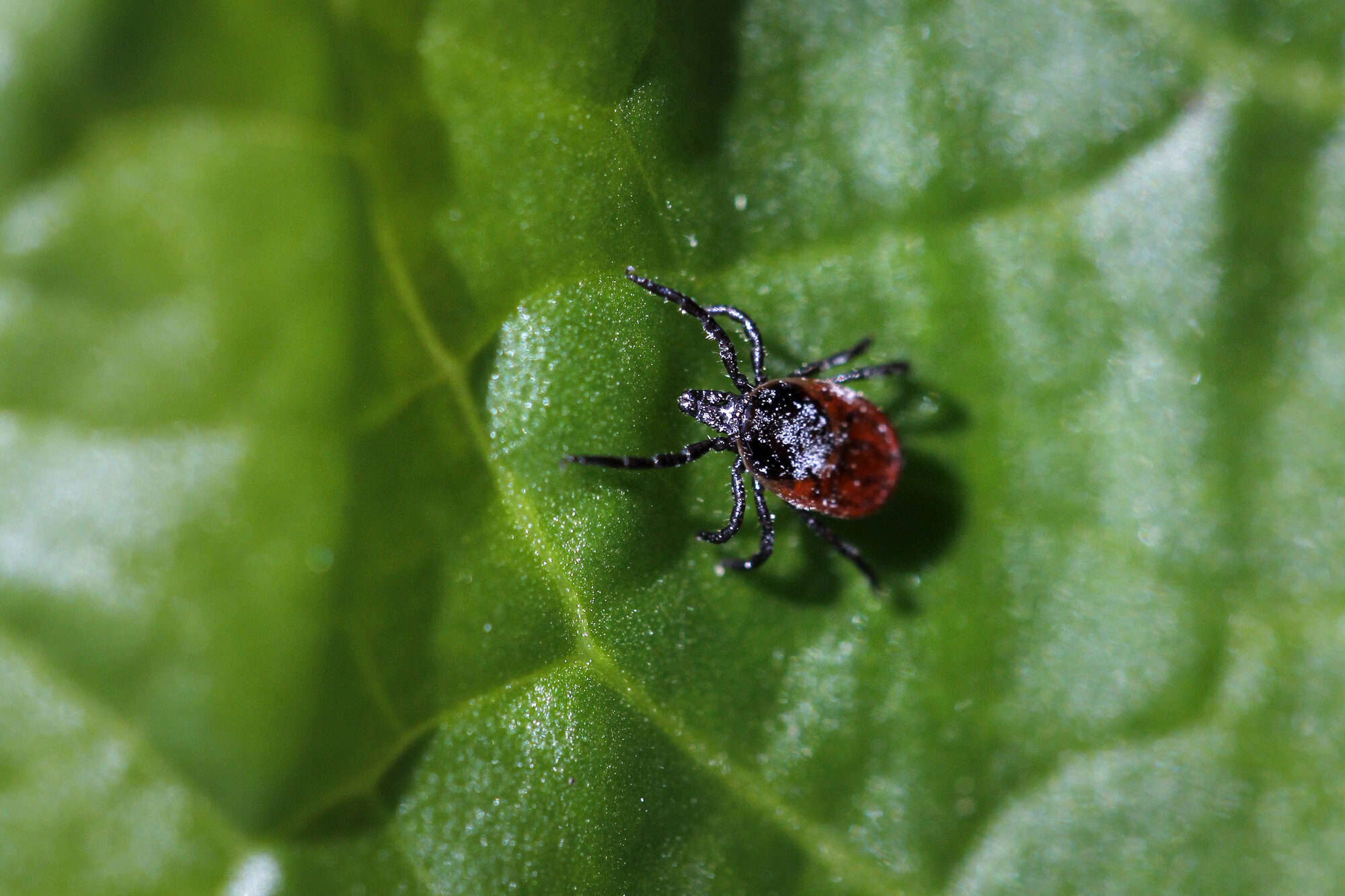 Flått som kravler på et blad Flått som kravler på et blad
