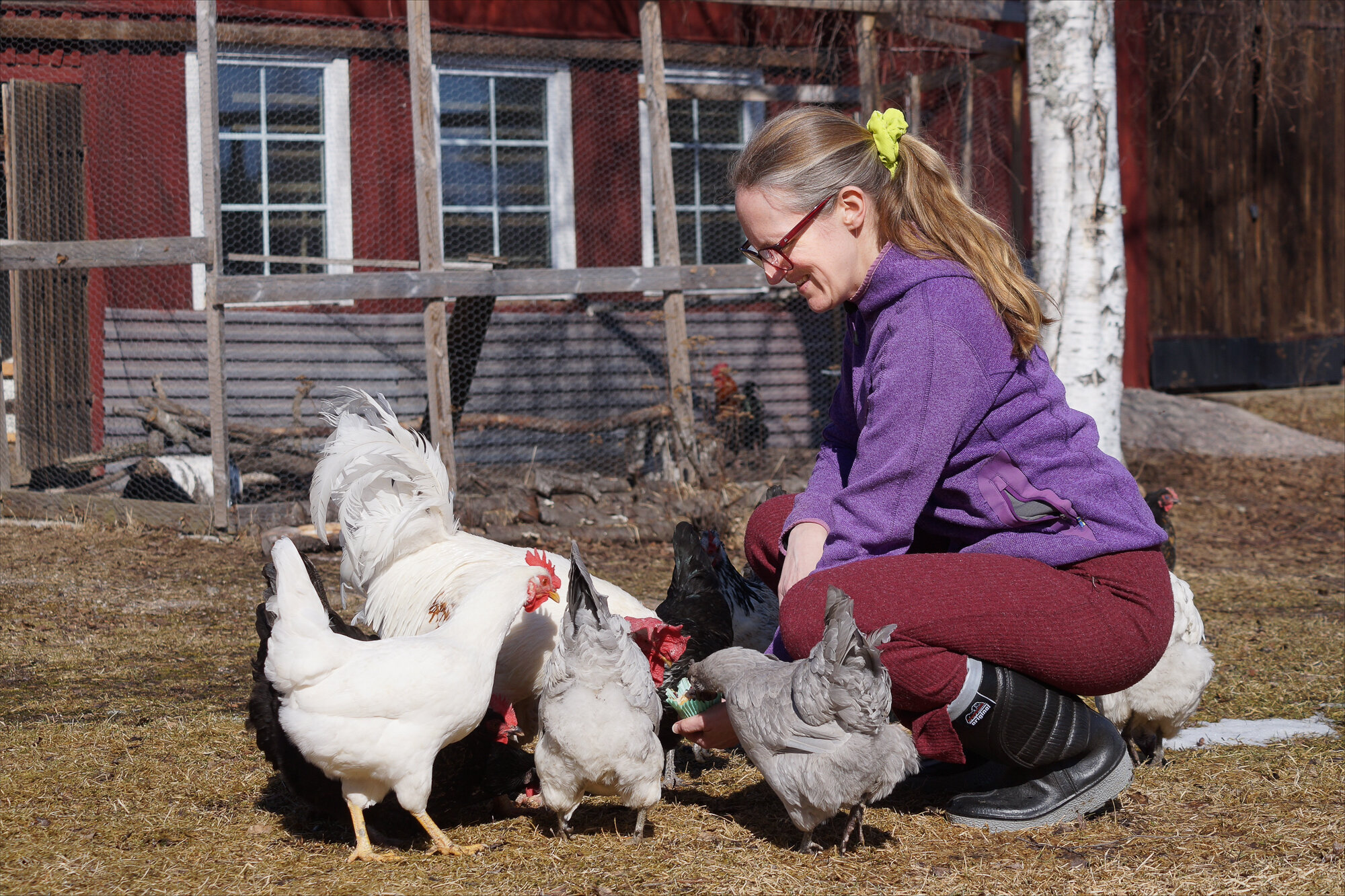 Åsa med hønsene sine Åsa med hønsene sine