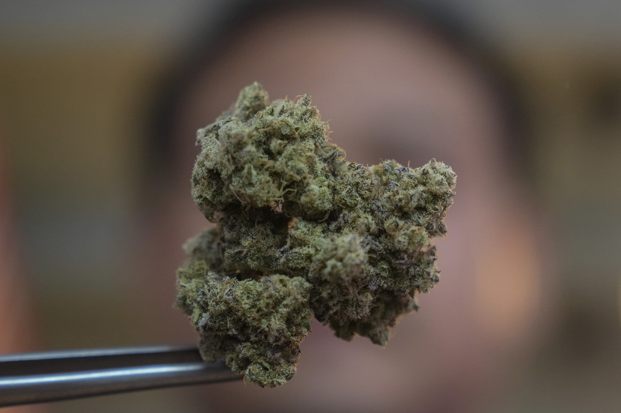 Bildet viser cannabis Bildet viser cannabis