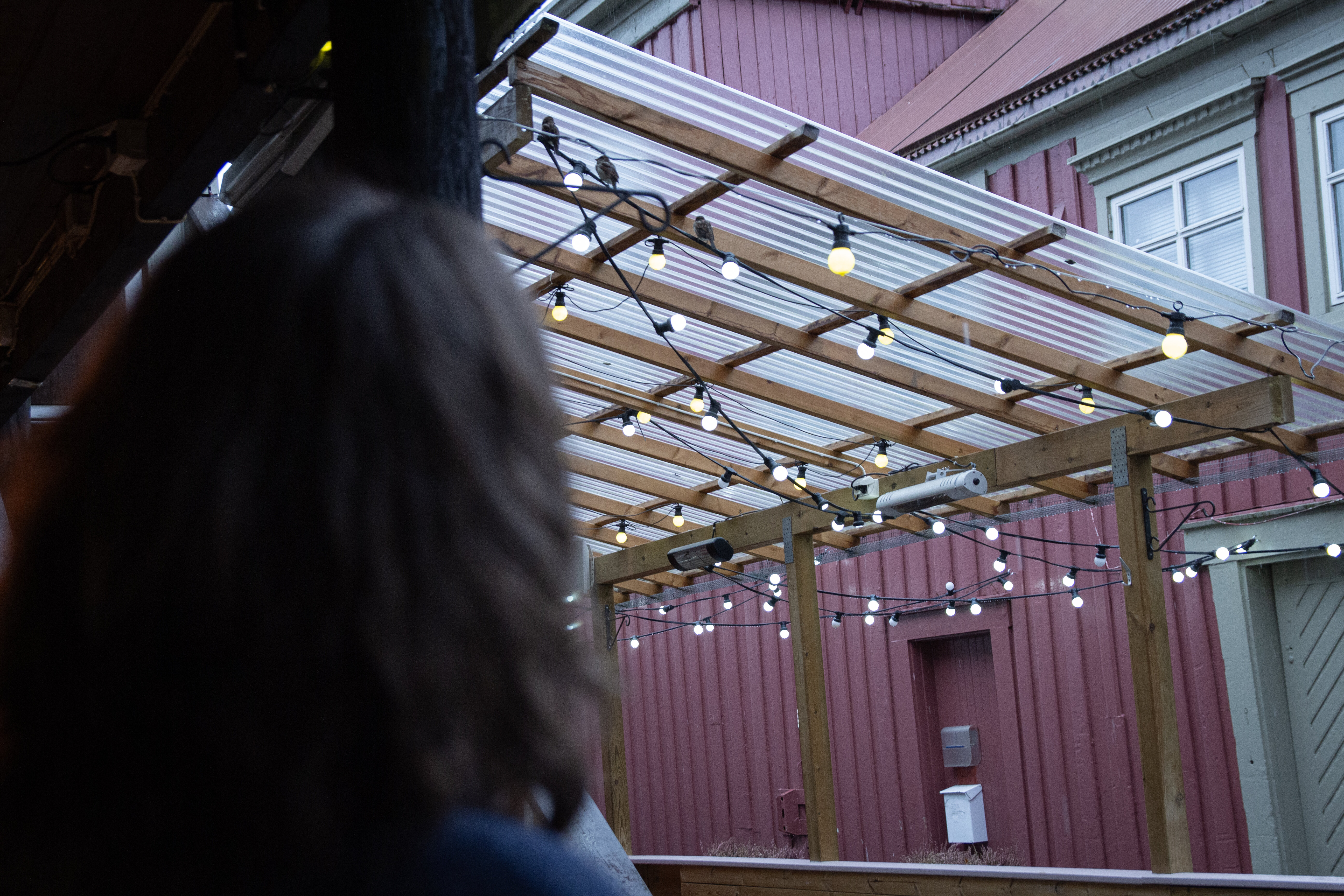 ANNE CATHRINE SER PÅ SPURVER I TRONDHEIM