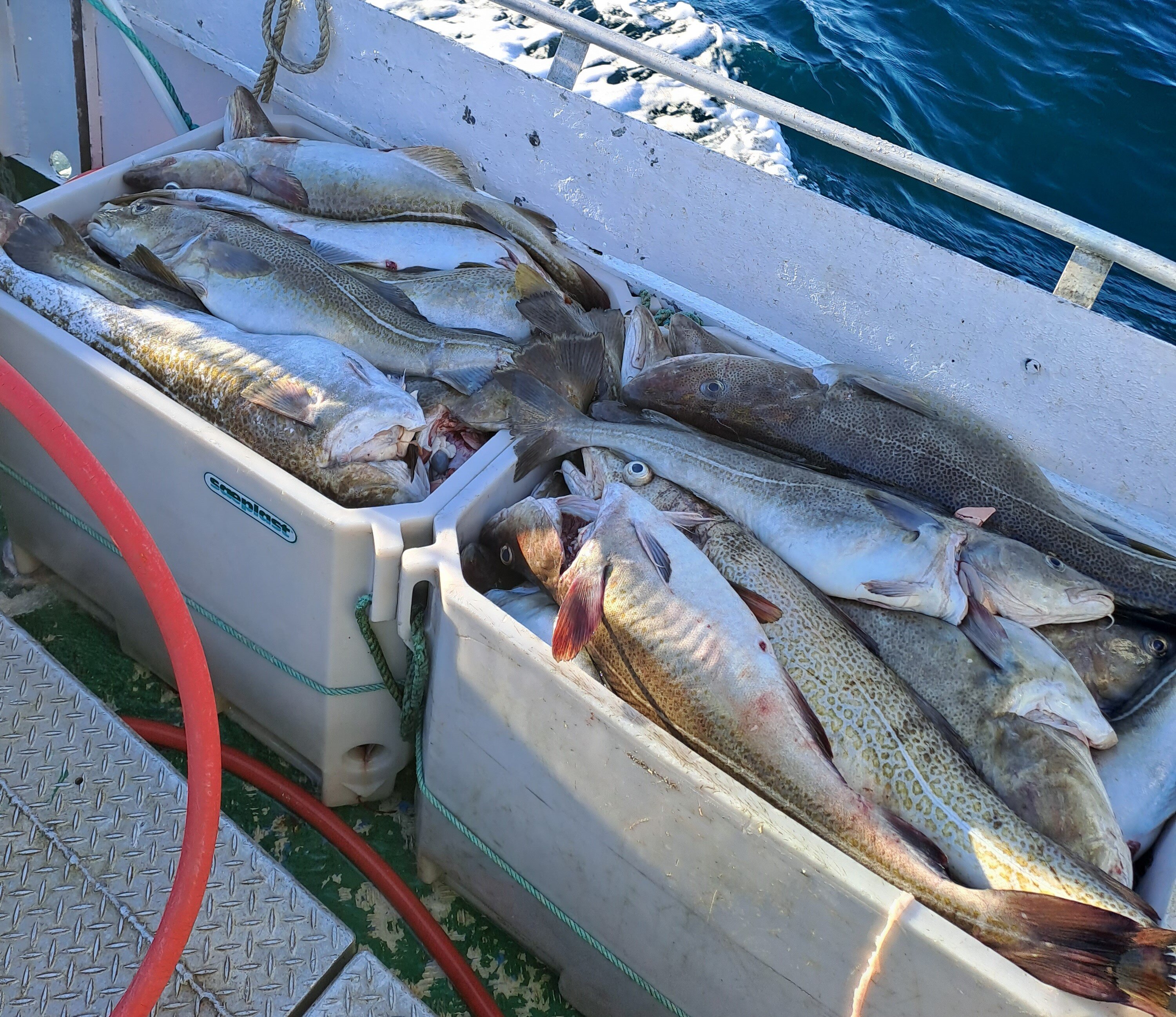 Fisk Bildet viser fisk i kasser.