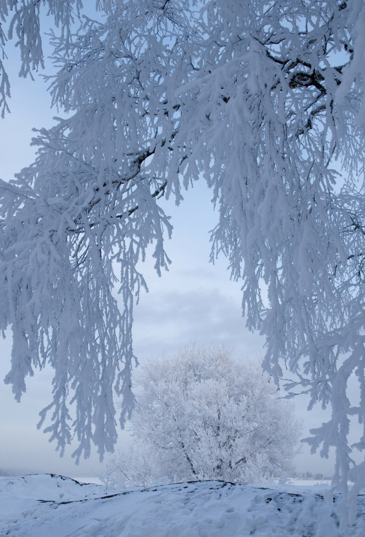 Bildet viser en snøfull grein Bildet viser en snøfull grein