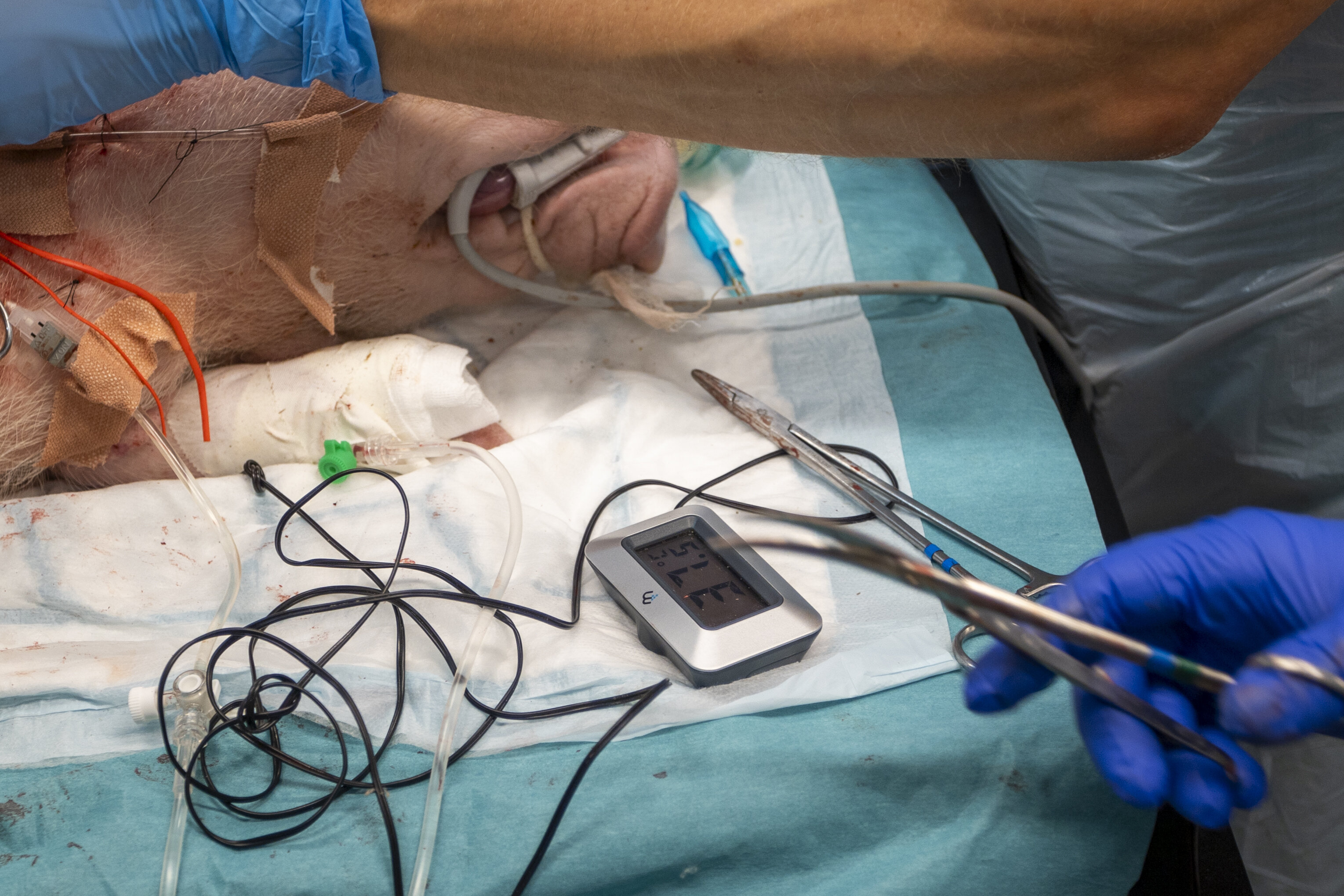 Operasjon, kirurgi, Live Tissue Training Bildet viser en intubert gris.