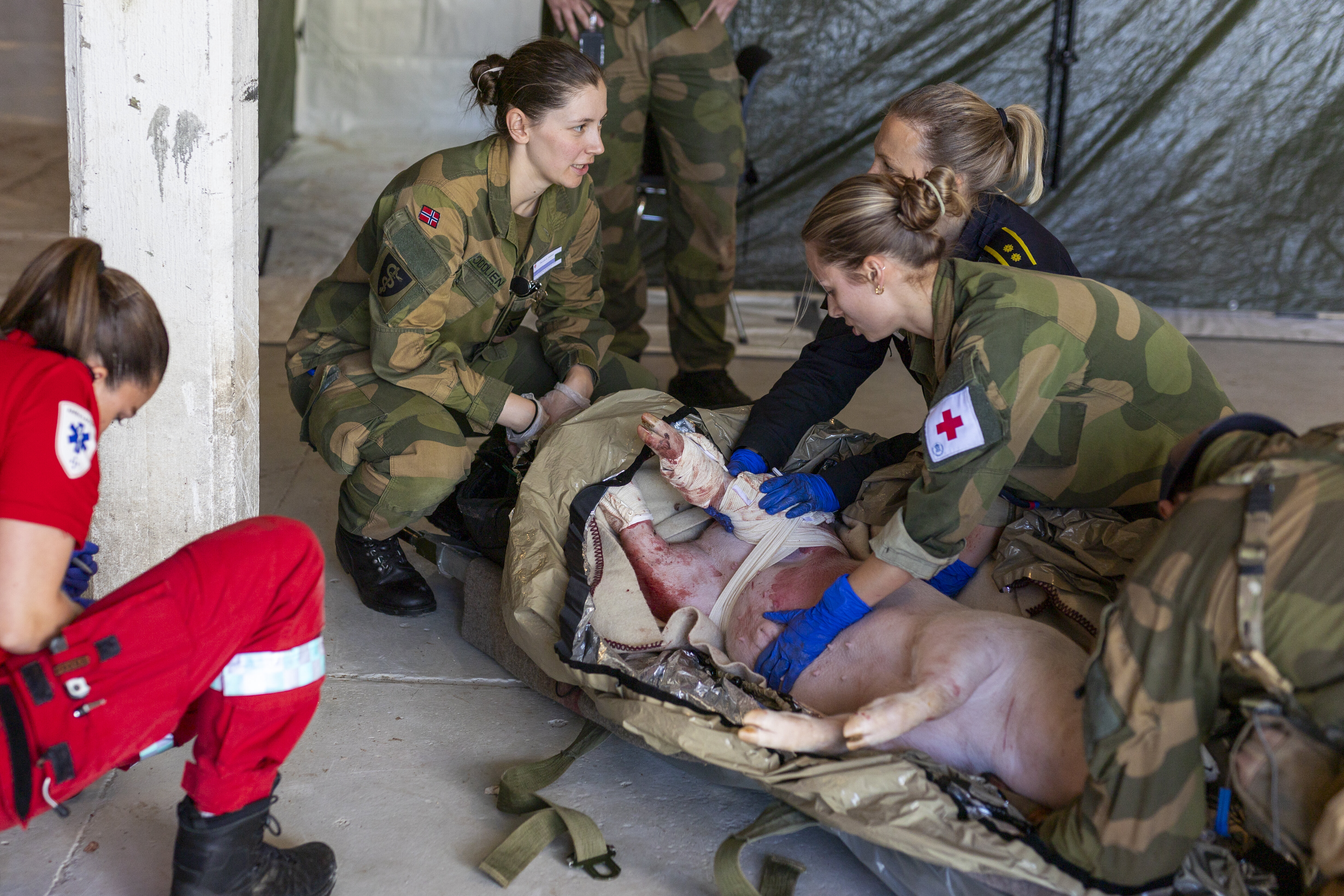 Forsvarets sanitet, krigskirurgi. Bildet viser sanitetspersonell med en skadet gris.