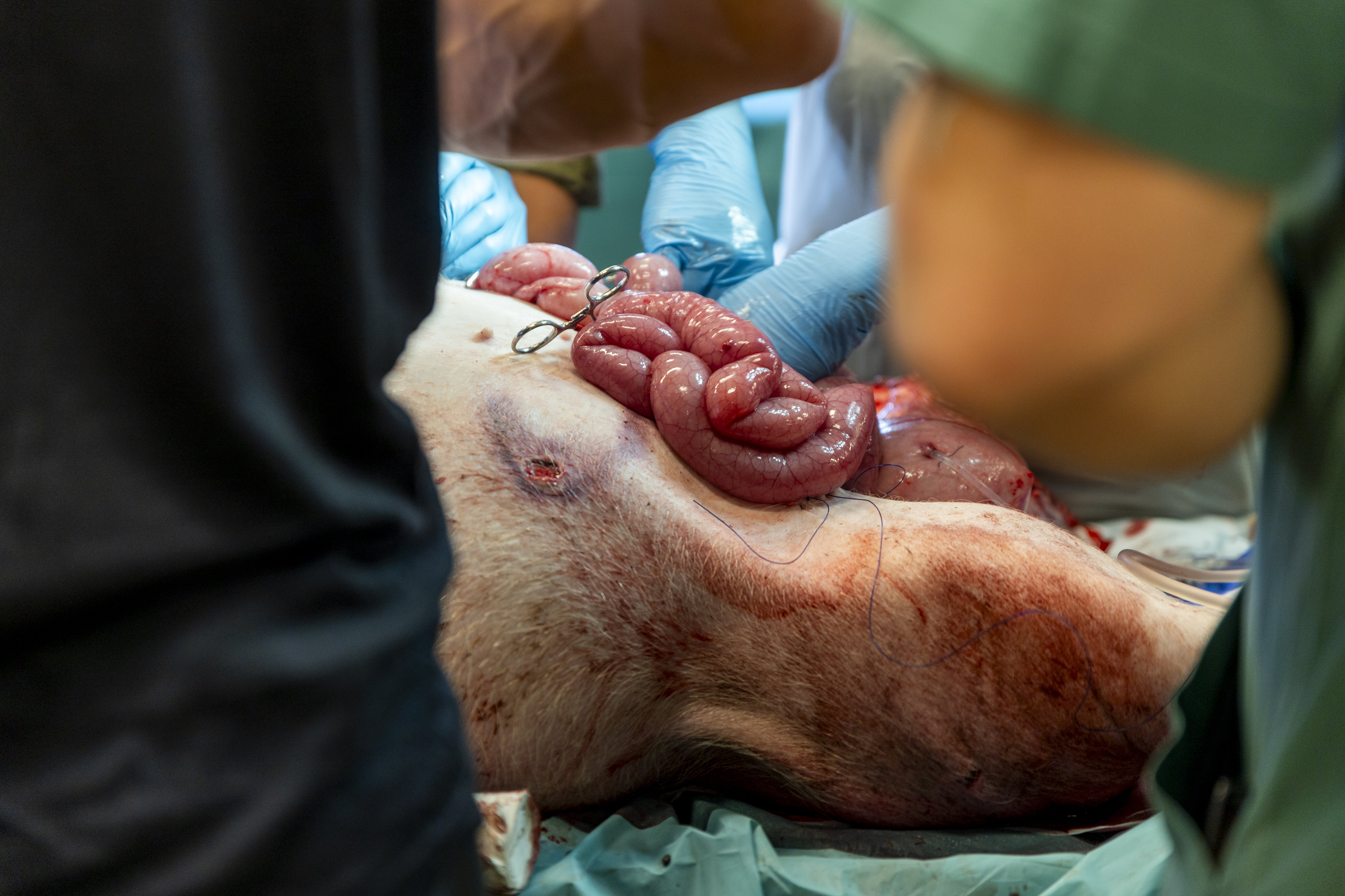 Kurs i krigskirurgi Bildet viser deler av grisen på operasjonsbordet.