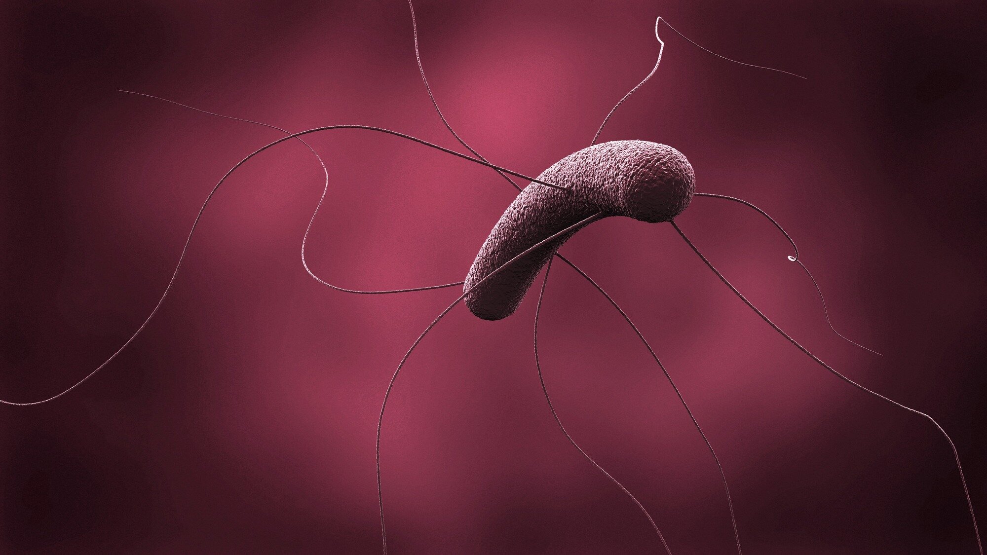 Bildet viser Clostridioides difficile (C. difficile) Bildet viser Clostridioides difficile (C. difficile)