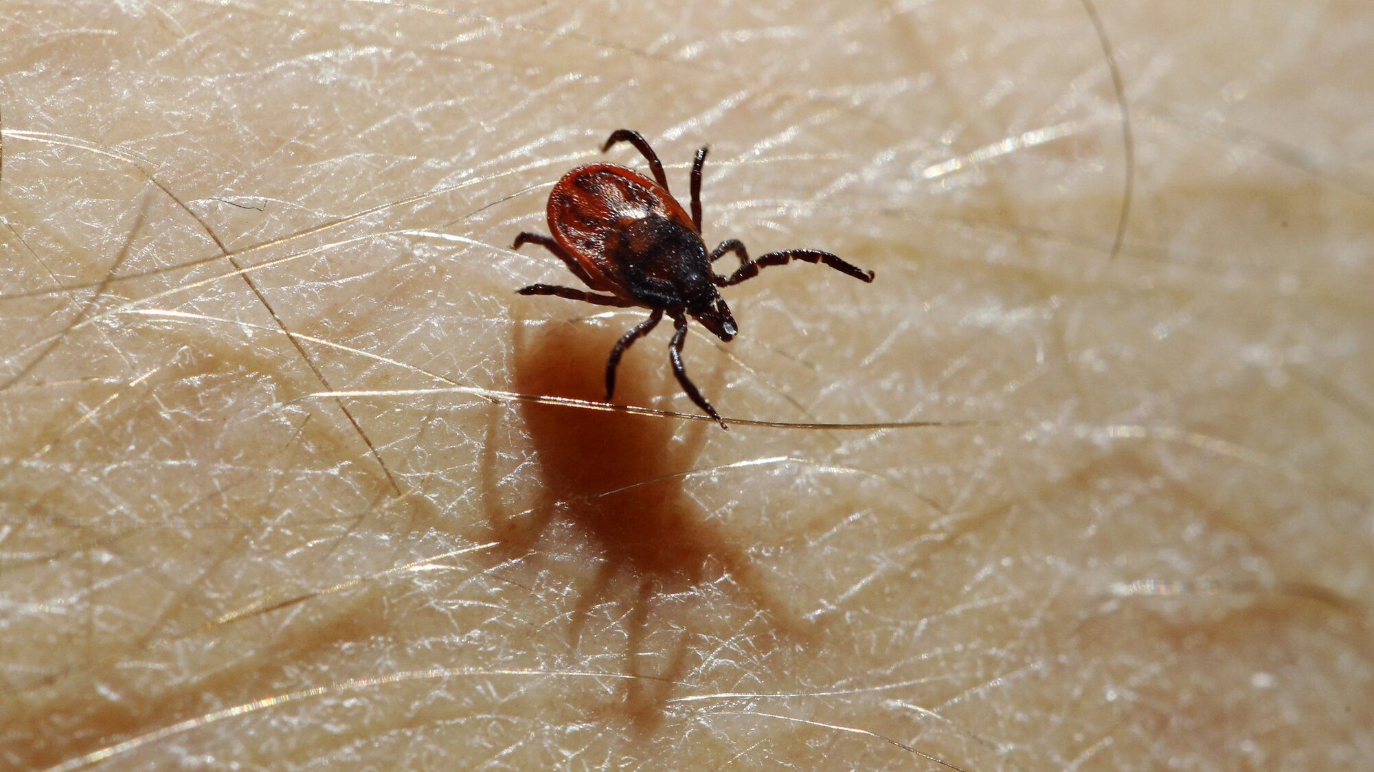 Bildet viser en flått