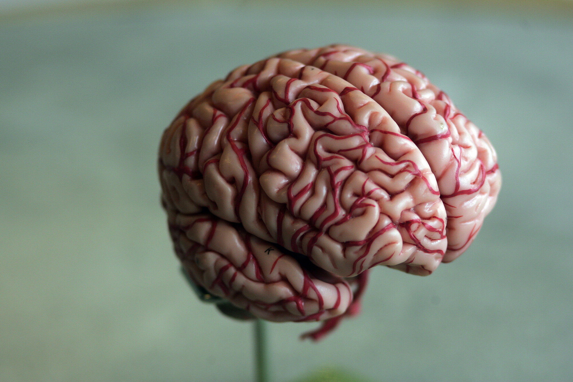 Bilde viser modell av hjerne