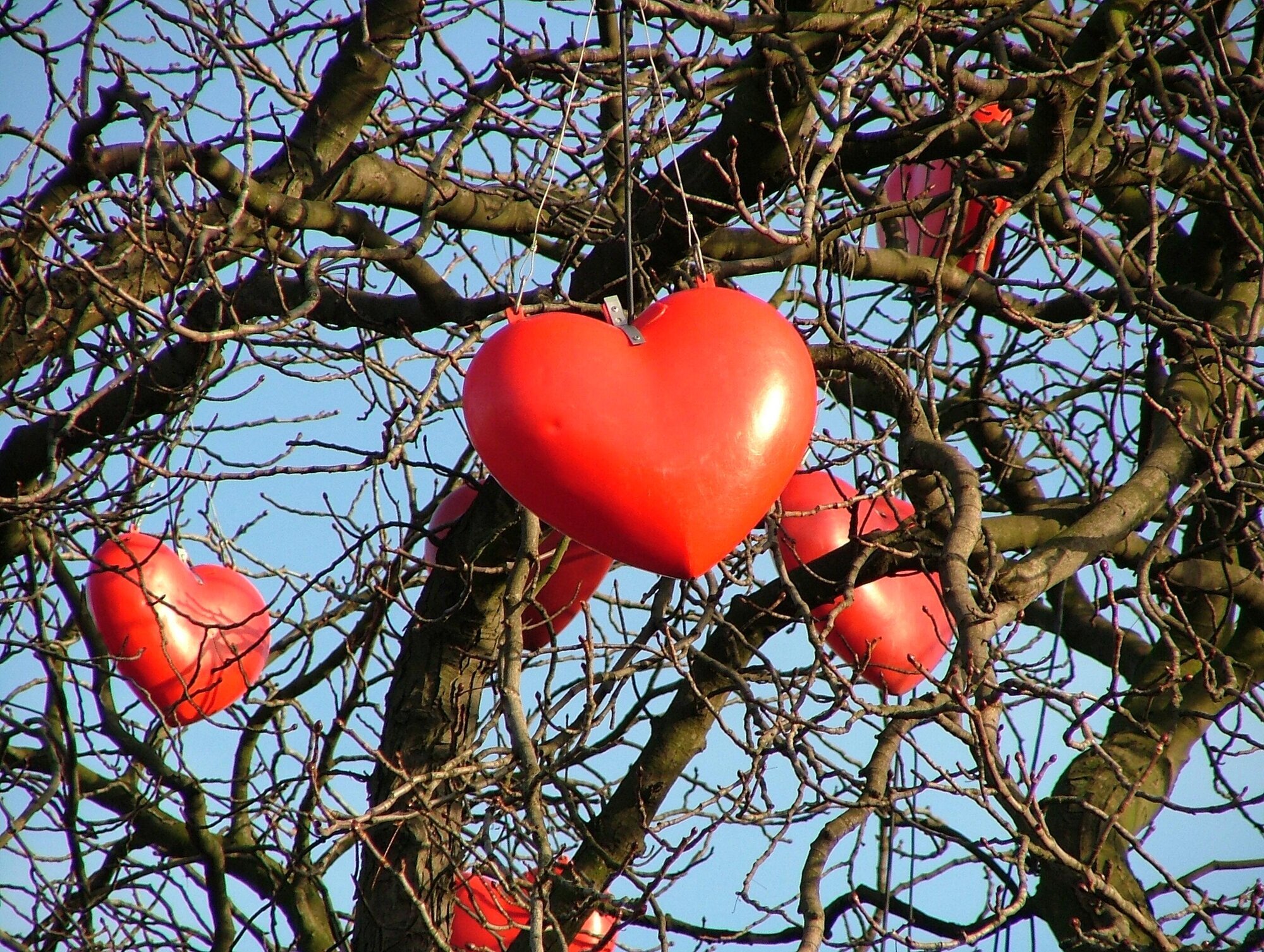 Røde hjerter som henger på et nakent tre Røde hjerter som henger på et nakent tre