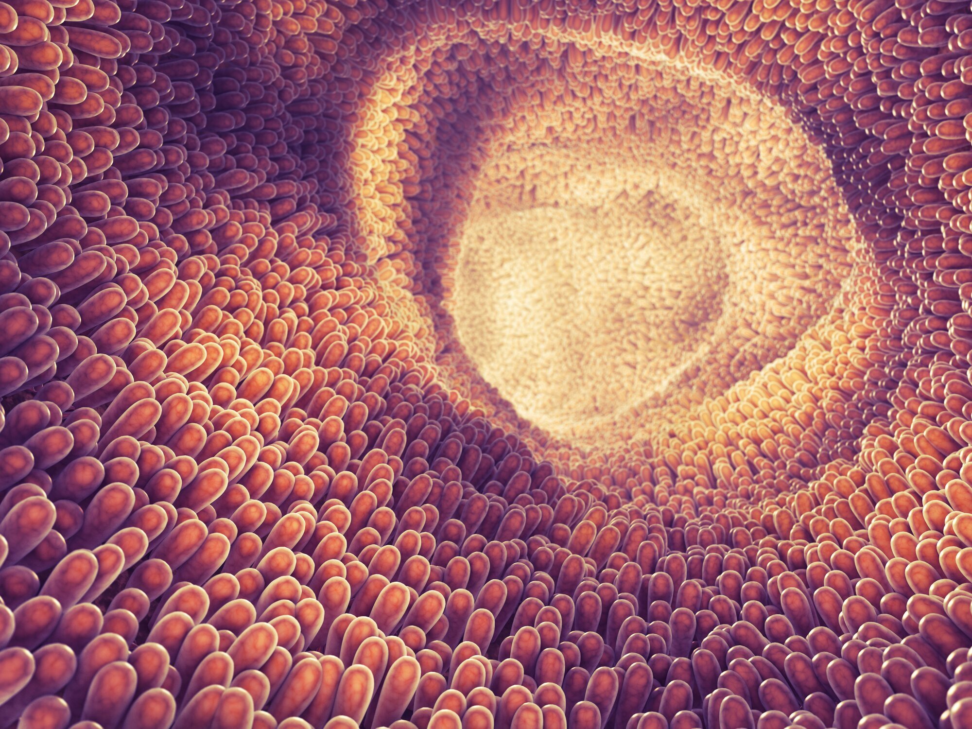 tarm, tarmsystem Bildet viser innsiden av tarmen.