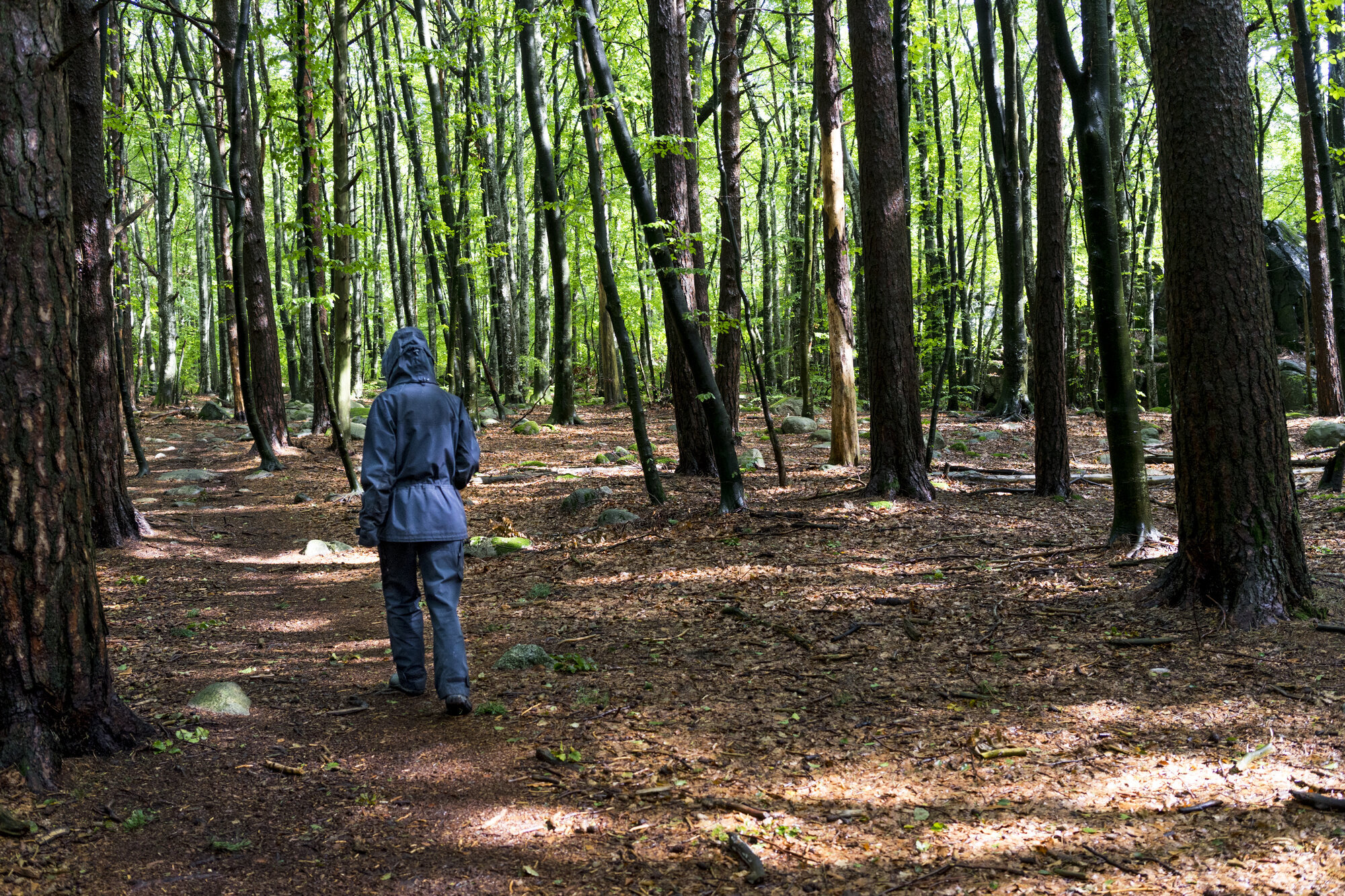 Anna går i skogen Bildet viser Anna gå i skogen