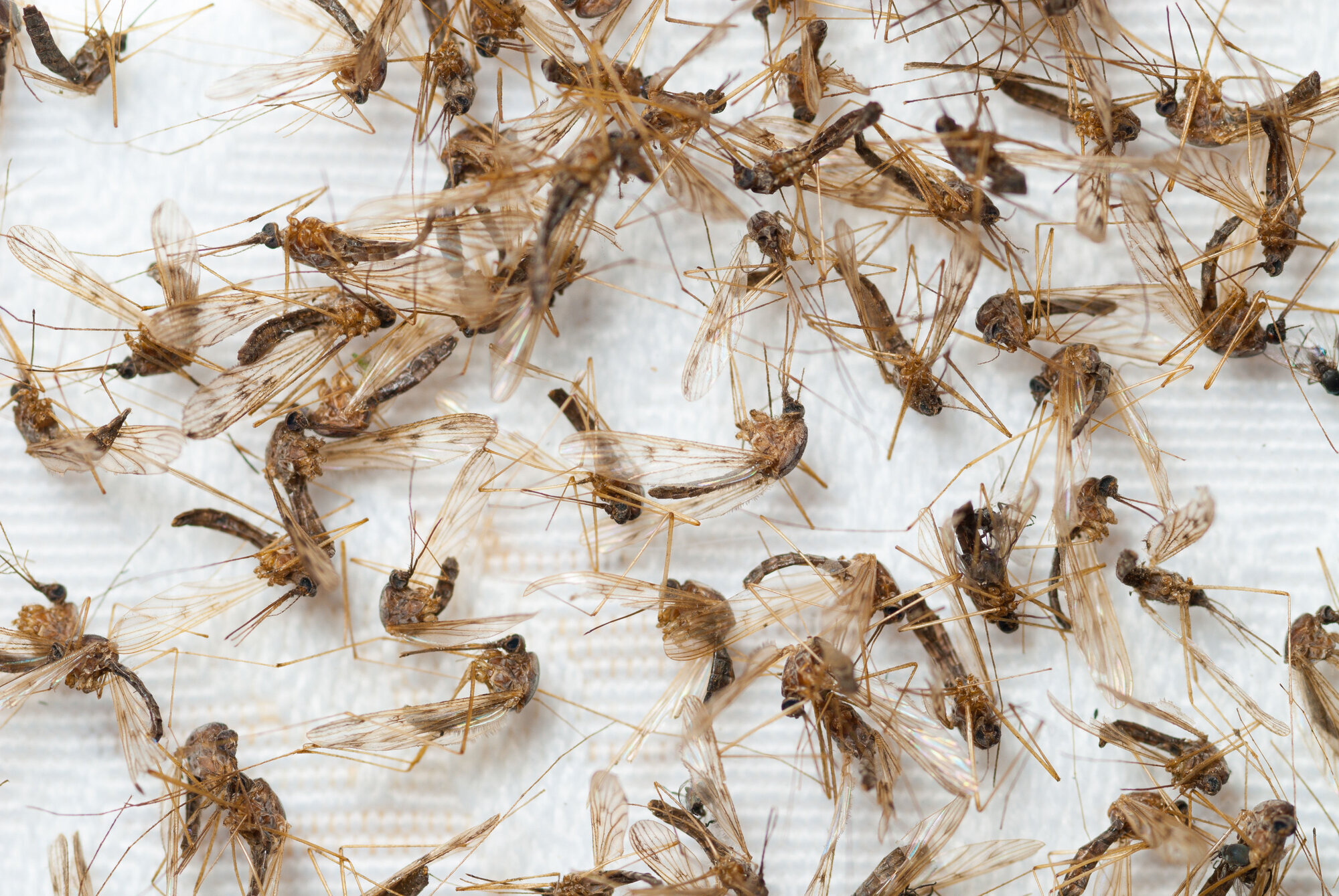 Malariamygg fra Pasvik bildet viser malariamygg fra Pasvik